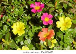 Image result for Portulacaceae