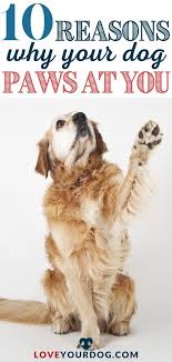 Why Is My Dog Pawing At Me 10 Reasons They Want Your Attention In 2020 Dog Paws Dogs Dog Communication
