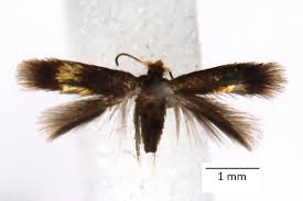 Image result for Stigmella roborella