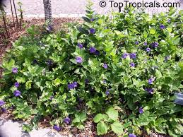 Image result for Thunbergia battiscombei