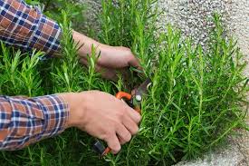 Image result for rosemary pruning