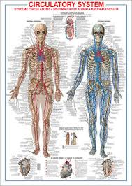 The Circulatory System Human Body Anatomy Huge Wall Chart