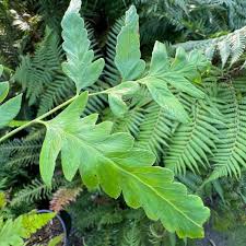 Image result for Microlepia