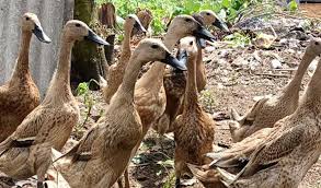 Ada hewan yang jenis makanannya tumbuhan, daging, dan juga pemakan segalanya. Berapa Update Harga Bebek Petelur 2021 Aplikasi Pertanian Media Agribisnis Gdm Agri