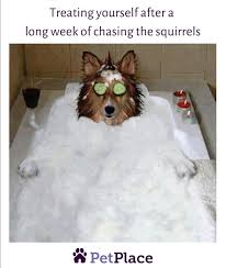 Dog Treating Yourself Meme Dog Status Animal Memes Dogs