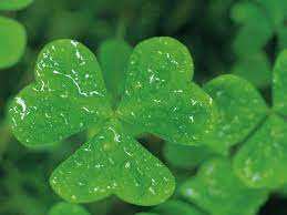 What Is Ireland S National Flower Ehow Flowers Plant Leaves Ireland