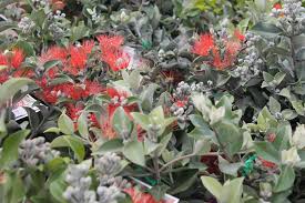 Hedging is a great alternative to fencing, as it often shows seasonal variation as well as providing shelter for wildlife. New Zealand Christmas Bush Plants Shrubs Hedging And Screening Ross Evans Garden Centre