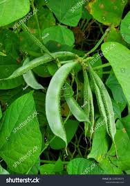 Image result for Phaseolus lunatus