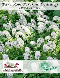 Check spelling or type a new query. Ednie Flower Bulbs Posts Facebook