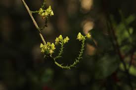 Image result for Polystachya concreta (red-flowered form)