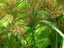 Image result for Cyperus hemisphaericus