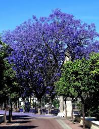 Jan 10, 2019 · looking to freshen up your garden this spring?a punch of purple flowers could be just what you need. Tree Violet Purple Spain Spring Sky Blue Colorful Road Pavement Flowers Pikist