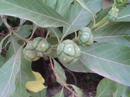 Image result for Morinda angolensis