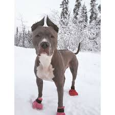 Opal The Pitbull Pitbull Cute Dog Pictures Cute Animal Photos Cute Pitbulls
