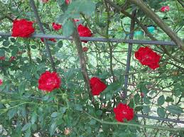 Check spelling or type a new query. Rose Rosa Red Cascade In The Roses Database Garden Org