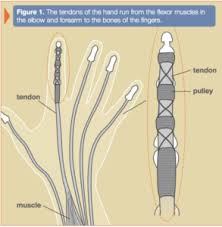 1476 x 1848 jpeg 160 кб. Primary Tendon Repair Of The Hand Flexor Thumb Index Each Flexor Tendon Injury Lonestar Surgery Center