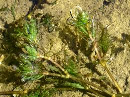 Image result for Najadaceae