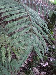 Image result for Pteris tripartita