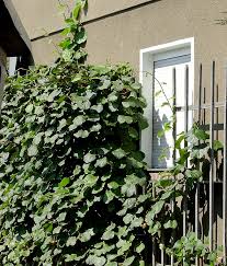 The magazine for gardeners who like to get their hands dirty! Die Kiwi Als Spalierobst Fur Haus Und Garten