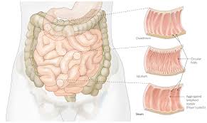 Webmd's intestines anatomy page provides a detailed image and definition of the intestines. Small Intestine Amboss