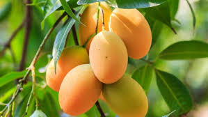 Image result for Mangifera
