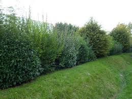 epingle sur jardin h t