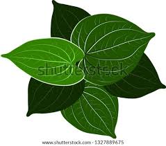 Gambar rumah adat versi kartun gambar rumah pakai joglo. 20 Trend Terbaru Gambar Tanaman Daun Sirih Kartun Schluman Art