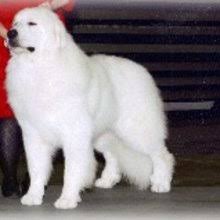 $550 (hsv) pic hide this posting restore restore this posting. Puppyfind Great Pyrenees Puppies For Sale