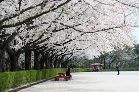 Yang paling ditunggu tentunya adalah mekarnya cherry blossom atau yang juga dikenal sebagai sakura, dan hanya ada di jepang dan korea. Mau Mengunjungi Korea Selatan Pilih Musim Musim Terbaiknya