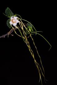 Image result for Strophanthus kombe