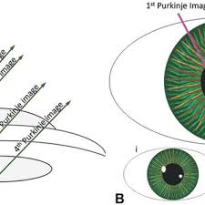Maybe you would like to learn more about one of these? Dual Purkinje Dpi Eye Tracking Methods A As Incoming Light Enters Download Scientific Diagram