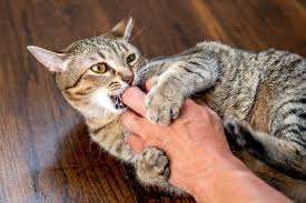 Image result for Cat Bite