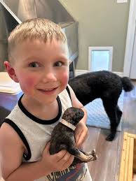 Red Tree Farm Standard Poodles