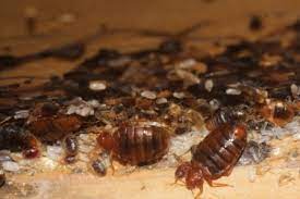 Product recommendations to exterminate bedbugs in your house or apartment. Bed Bug Preparation Checklist Mibabs Berlin