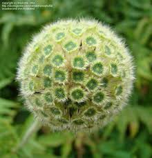 Image result for Cephalaria pungens