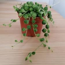Check spelling or type a new query. Senecio Rowleyanus Or String Of Pearls 7 12cm Green Souq Uae