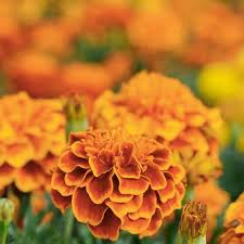 Namun, jika anda lihat lebih dekat maka bunga marigold sesungguhnya. Cara Menanam Bunga Marigold Dari Benihnya Bisa Di Pot Atau Tanah Halaman All Kompas Com