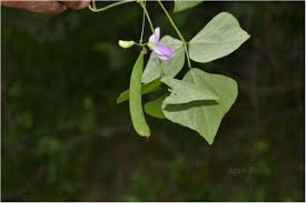 Image result for Dolichos trilobus