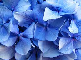 1 year ago1 year ago. Our Love For Blue Flowers It S Complicated Good Earth Plants