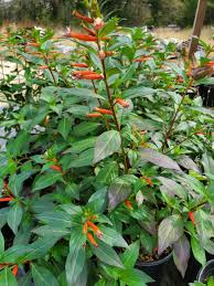 Image result for Cuphea micropetala