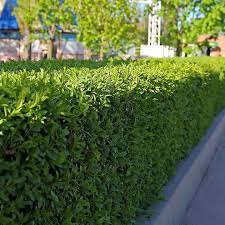 haagplanten buxus struik tuin hagen struiken
