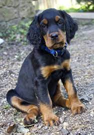 Our 8 Week Old Gordon Setter Puppy Setter Puppies Puppies Animals