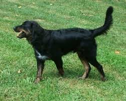 Golden retriever puppy rescue australia. Australian Retriever Dog Breed Information