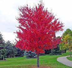 Untitled Red Maple Tree Maple Tree Seeds Japanese Red Maple Tree