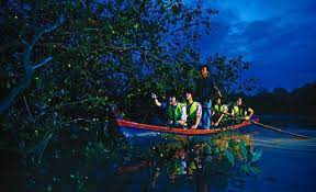 As of now, the exploration is entrusted to kuala selangor district council and it has grown rapidly with the. 5 Port Popular Tengok Kelip Kelip Sambil Santai Malam Di Malaysia Libur