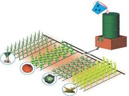 With 50,000 tons of liquid fertilizer production line, 20,000 tons of solid water fertilizer production line, a plant growth regulator synthesis device. Putting Fertilizer Drip Watering Fertilizers For Drip Irrigation Features Of Feeding And Main Advantages