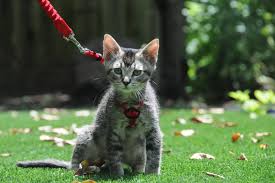 Kitten Socialization Training A Kitten To Wear A Harness