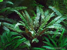 In its native land, the beginners may think that the cryptocoryne wendtii has died off but after some time the plant will. Cryptocoryne Wendtii Brown Kryptokoryna Wendtova Aquarium Plant Youtube