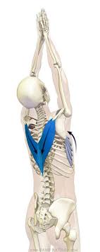 (with pictures).static stretching generally focuses on. 260 Torso Anatomy Ideas Anatomy Anatomy For Artists Anatomy Reference
