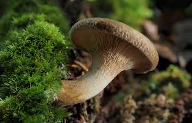 Image result for Paxillus panuoides